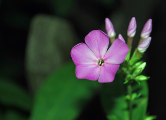 Розовый цветок