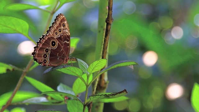 Mariposa azul Costa Rica