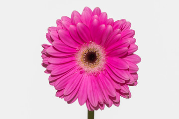 Pink flower Coral Gerbera Daisy isolated on a white background