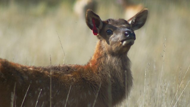 Closeup of young elk calf, 4K