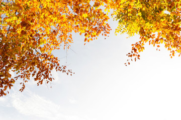 Beautiful fall tree branches, bright background - 95290533