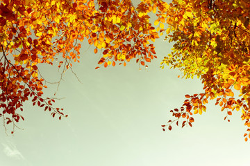 Beautiful fall tree branches, bright background