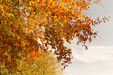 Beautiful fall tree branches, bright background