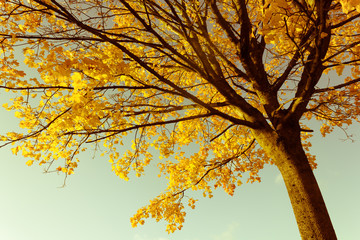 Naklejka na ściany i meble Beautiful and bright, maple tree with orange leaves in Autumn