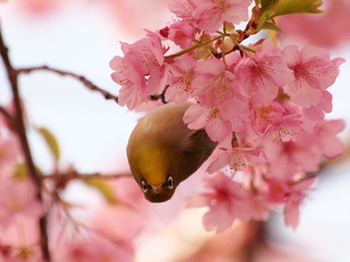 桜の中から逆さ掴まり