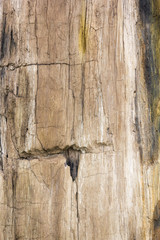 Petrified Wood Texture Background