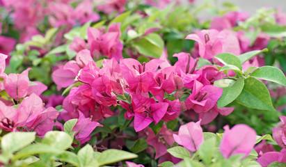 bougainvillea hybrida or paper flower