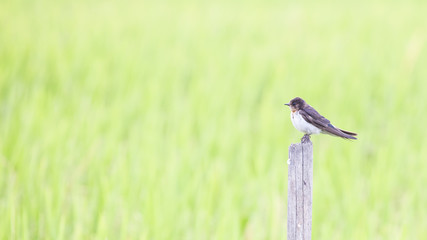 Juvenile Barn Swallow.
A juvenile barn swallow resting on the wood stick on paddy field.