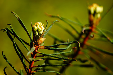 Marsh Labrador tea or wild rosemary. Branches with cones.