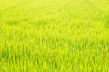 Growing rice in field background
