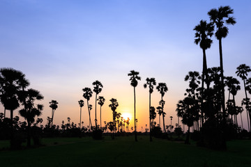 Fototapeta na wymiar Toddy or sugar palm in rice field at twilight