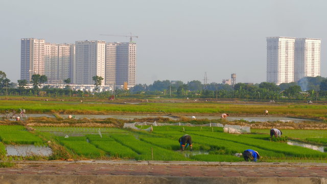 Farmers bent over working in rice fields as urban growth develops near rural land displacing many people and economies grow in all parts of the world while scooters whiz by with slow shutter speed.