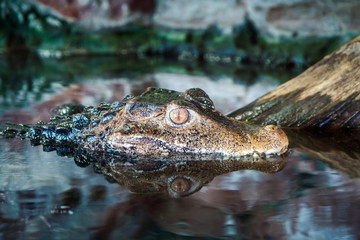 Crocodile stalking prey