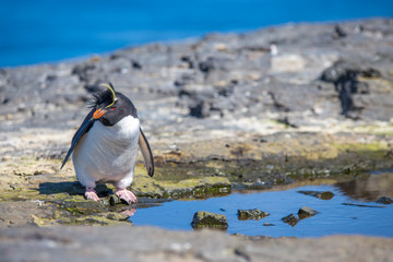 Rockhopper Penguin (Eudyptes chrysocome) by Rock Pool