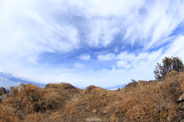 cattle back mountain landscape