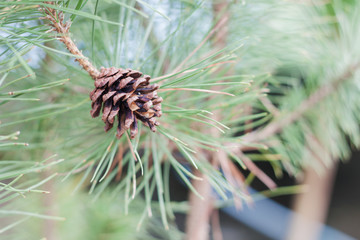 Branch of tree with pine cones