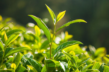 Tea leave in the field