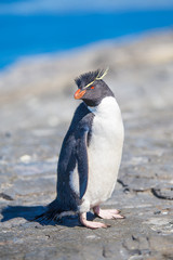 Rockhopper Penguin (Eudyptes chrysocome) on rocks  by Ocean in c