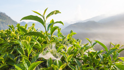 Tea leave in the field