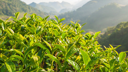 Tea leave in the field