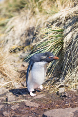 Rockhopper Penguin (Eudyptes chrysocome) walking into colony