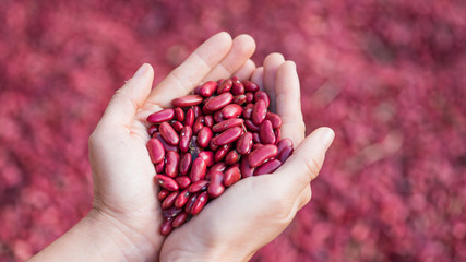 lady hold kidney beans in hand