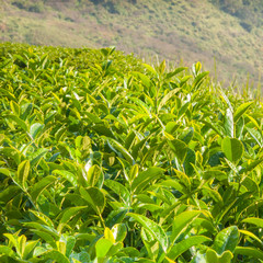 Tea leave in the field