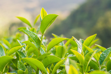 Tea leave in the field