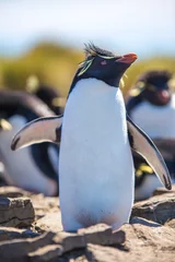 Plexiglas foto achterwand Rockhopper Penguin with wings extended Portrait © fieldwork