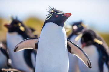 Rockhopper Penguin with wings open in colony