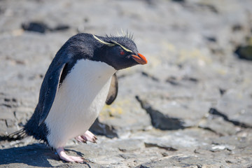 Rockhopper Penguin walking towards colony
