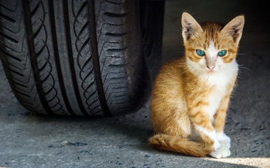 kitty under the car