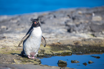 Rockhopper Penguins Eudyptes chrysocome by rock pool