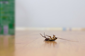 Dead cockroach on floor, Pest Control Service