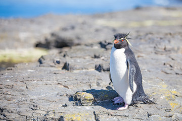 Rockhopper Penguin (Eudyptes chrysocome) on rocks in colony