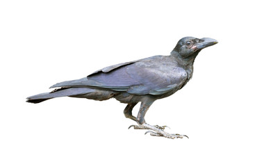 Young black crow on the ground on white background.