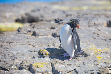 Rockhopper Penguin on rocks  in colony