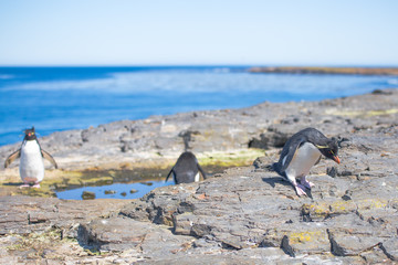 Rockhopper Penguins by rock pool in colony
