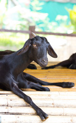 Closeup portrait of a goat.