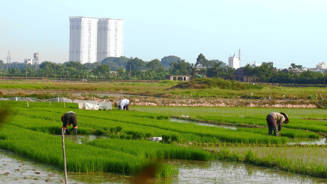 Dolly shot in 29.7 fps of rice farmers working in their rice fields as urban growth develops near rural land displacing people as economies grow in all parts of the world.