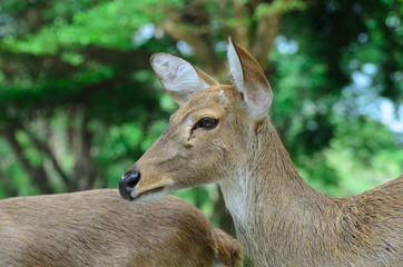 Eld's deer also known as the thamin or brow-antlered deer.