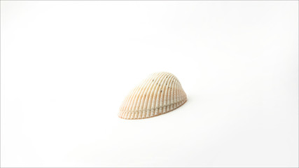 seashell