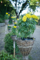 Yellow flower bloom in the basket