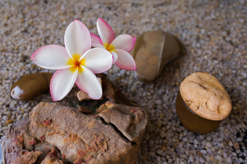 Touching nature with relaxing and peaceful with flower plumeria or frangipani decorated on water and pebble rock in zen style for spa meditation mood