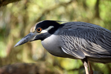 Night heron closeup view