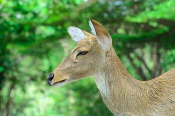 Eld's deer also known as the thamin or brow-antlered deer.