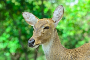 Eld's deer also known as the thamin or brow-antlered deer.