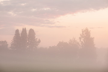 Misty meadow at dawn 