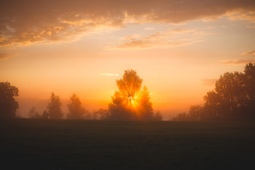 Fototapeta na wymiar Sunbeams through tree in morning fog