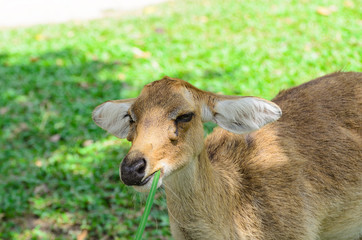 Eld's deer also known as the thamin or brow-antlered deer.